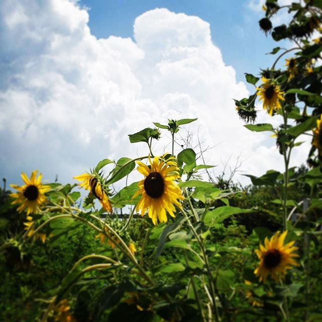 BE BombDiggity Like a Sunflower