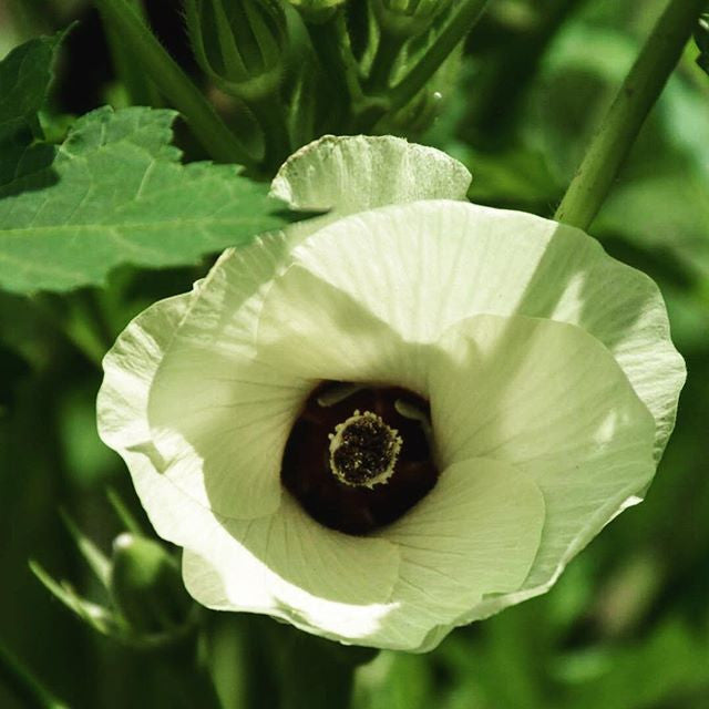 Look for the Bombdiggity Beauty All Around You!